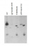 Cyt f | Cytochrome f protein (PetA) of thylakoid Cyt b6/f-complex (algal)